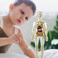 3D Human Body Torso Model for Kid Anatomy Model Skeleton