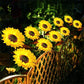 🌻Sunflower Solar Garden Stake Led Lights — Buy 3 Get 2 Free
