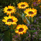 🌻Sunflower Solar Garden Stake Led Lights — Buy 3 Get 2 Free