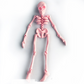 Vintage Skeleton Fridge Magnet