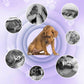 Pet Toothbrush Pen for Cleaning
